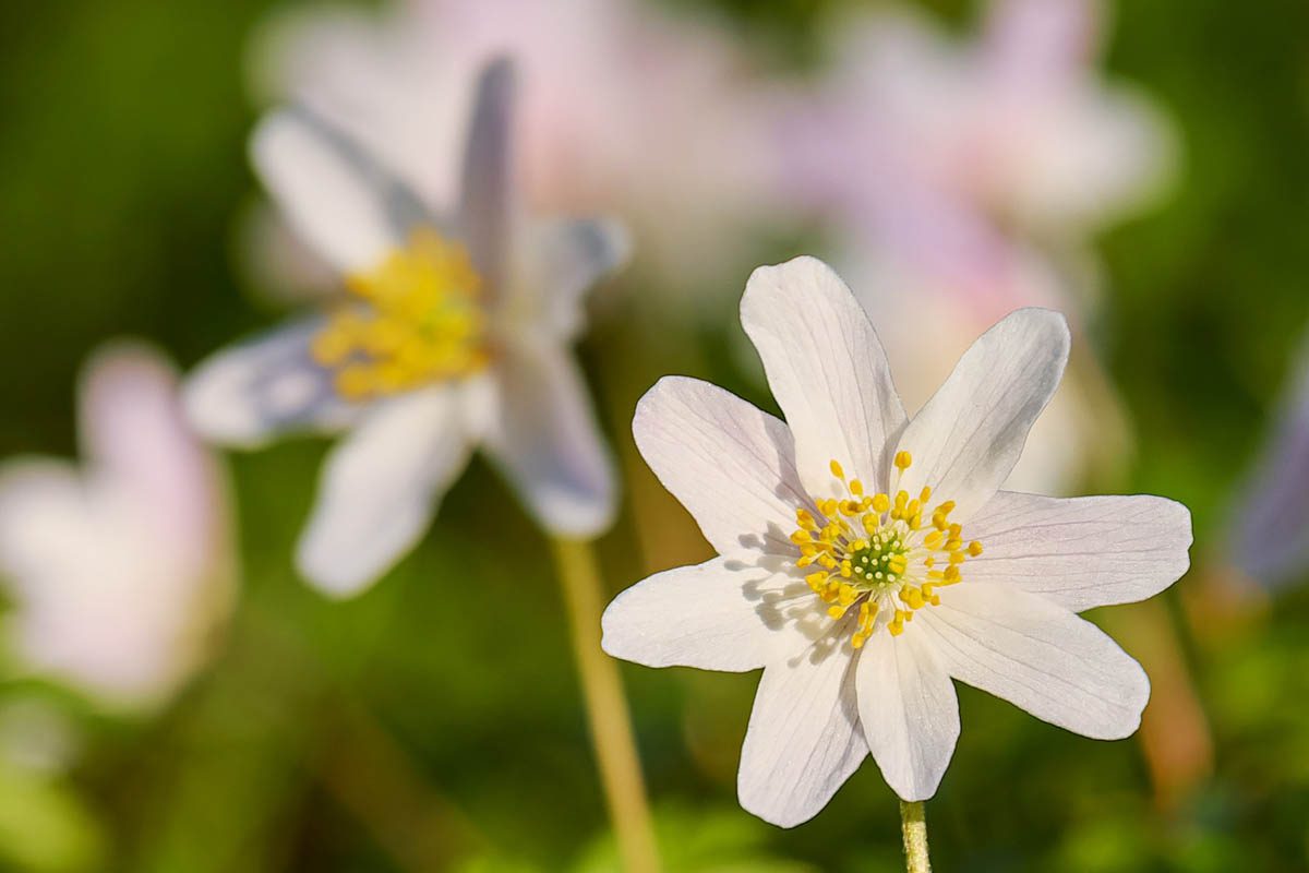 Wood anemone flower