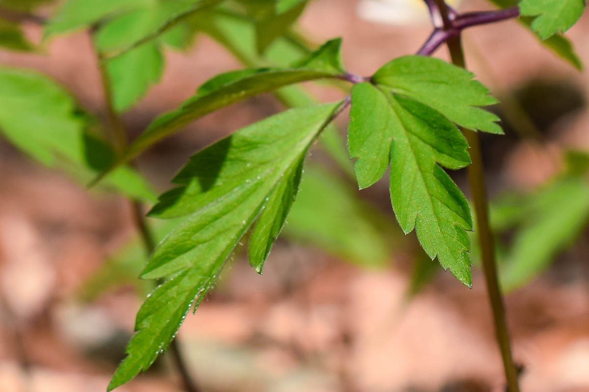 Wood anemone leaf